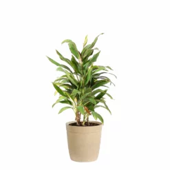 Fast Growing Trees Hawaiian Ti Plant 'Rising Sun' See All Shrubs & Hedges