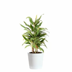 Fast Growing Trees Hawaiian Ti Plant 'Rising Sun' See All Shrubs & Hedges