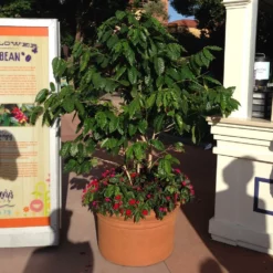 Fast Growing Trees See All House & Patio Arabica Coffee Plant 12 Fast Growing Trees See All House & Patio Arabica Coffee Plant