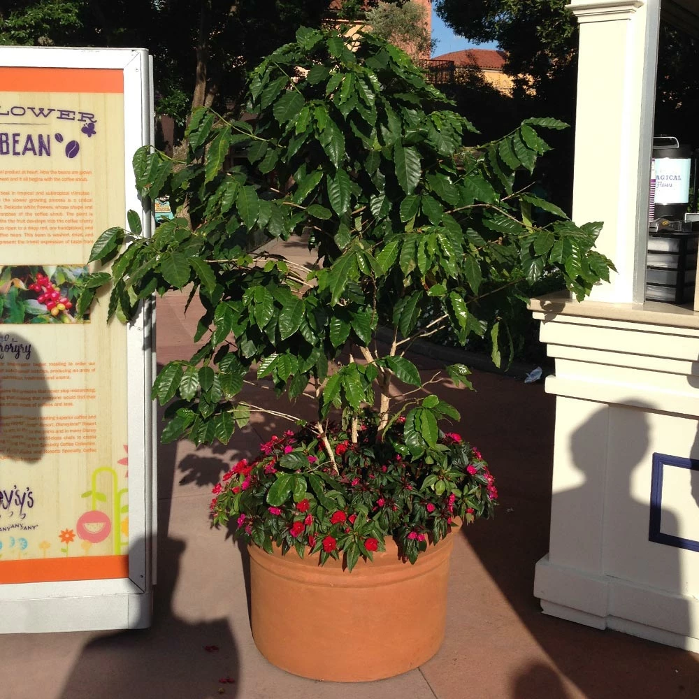 Fast Growing Trees See All House & Patio Arabica Coffee Plant 6 Fast Growing Trees See All House & Patio Arabica Coffee Plant