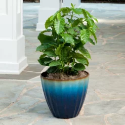 Fast Growing Trees See All House & Patio Arabica Coffee Plant 15 Fast Growing Trees See All House & Patio Arabica Coffee Plant