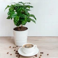 Fast Growing Trees See All House & Patio Arabica Coffee Plant