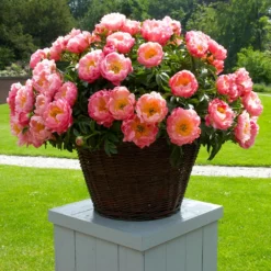 Fast Growing Trees Deer Resistant Plants Coral Charm Peony