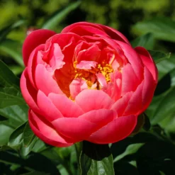 Fast Growing Trees Deer Resistant Plants Coral Charm Peony