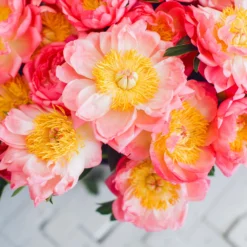 Fast Growing Trees Deer Resistant Plants Coral Charm Peony