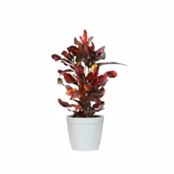 Fast Growing Trees Croton Plants Croton Mammy Plant