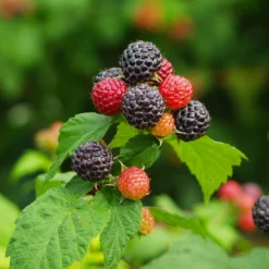 Fast Growing Trees Cumberland Black Raspberry - USDA Organic Raspberry Bushes