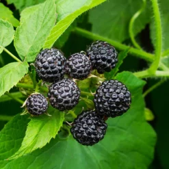 Fast Growing Trees Cumberland Black Raspberry - USDA Organic Raspberry Bushes