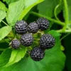 Fast Growing Trees Cumberland Black Raspberry - USDA Organic Raspberry Bushes