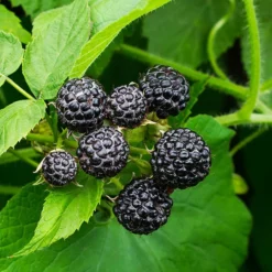 Fast Growing Trees Cumberland Black Raspberry - USDA Organic Raspberry Bushes