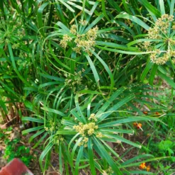 Fast Growing Trees Papyrus Plant 10 Fast Growing Trees Papyrus Plant