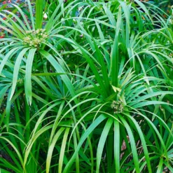 Fast Growing Trees Papyrus Plant 13 Fast Growing Trees Papyrus Plant