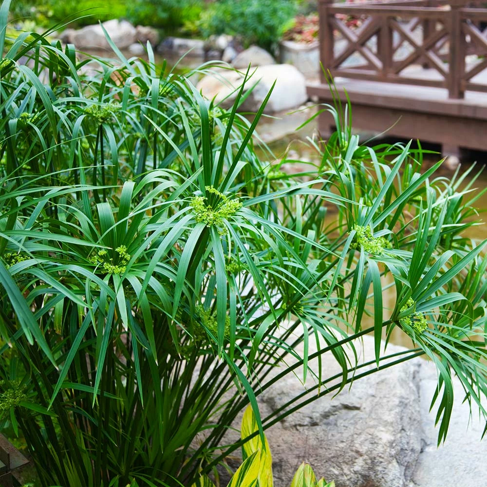 Fast Growing Trees Papyrus Plant 4 Fast Growing Trees Papyrus Plant