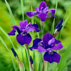 Fast Growing Trees Caesar's Brother Siberian Iris