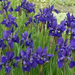 Fast Growing Trees Caesar's Brother Siberian Iris