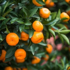 Fast Growing Trees Citrus Trees Calamondin Bush