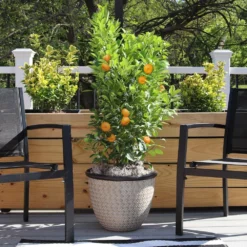 Fast Growing Trees Citrus Trees Calamondin Bush