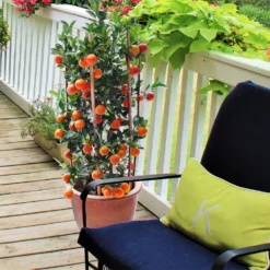 Fast Growing Trees Calamondin Bush 8 Fast Growing Trees Calamondin Bush