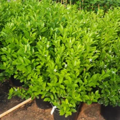 Fast Growing Trees Citrus Trees Calamondin Bush