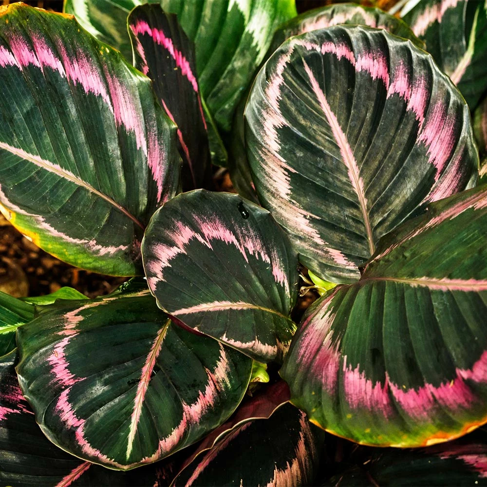 Fast Growing Trees Pet Friendly House Plants Calathea Dottie 5 Fast Growing Trees Pet Friendly House Plants Calathea Dottie
