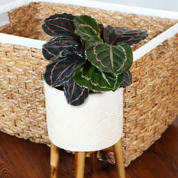 Fast Growing Trees Pet Friendly House Plants Calathea Dottie 3 Fast Growing Trees Pet Friendly House Plants Calathea Dottie