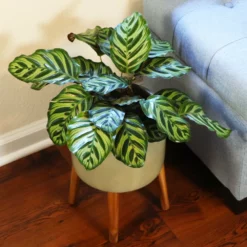 Fast Growing Trees Calathea Makoyana Pet Friendly House Plants