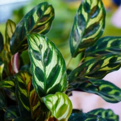 Fast Growing Trees Calathea Makoyana Pet Friendly House Plants