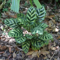 Fast Growing Trees Calathea Makoyana Pet Friendly House Plants