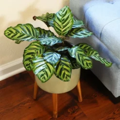 Fast Growing Trees Calathea Makoyana Pet Friendly House Plants