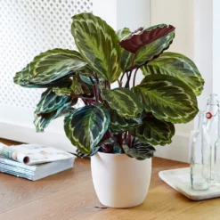 Fast Growing Trees Calathea Medallion Pet Friendly House Plants