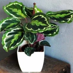 Fast Growing Trees Calathea Medallion Pet Friendly House Plants 9 Fast Growing Trees Calathea Medallion Pet Friendly House Plants