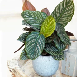 Fast Growing Trees Calathea Ornata