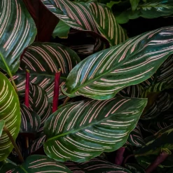 Fast Growing Trees Calathea Ornata