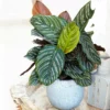 Fast Growing Trees Calathea Ornata 2 Fast Growing Trees Calathea Ornata