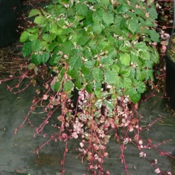 Fast Growing Trees See All Shrubs & Hedges Calico Cat™ Boston Ivy Vine