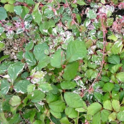 Fast Growing Trees See All Shrubs & Hedges Calico Cat™ Boston Ivy Vine