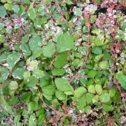 Fast Growing Trees See All Shrubs & Hedges Calico Cat™ Boston Ivy Vine