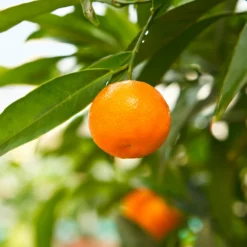 Fast Growing Trees Citrus Trees California Honey Mandarin Tree 9 Fast Growing Trees Citrus Trees California Honey Mandarin Tree