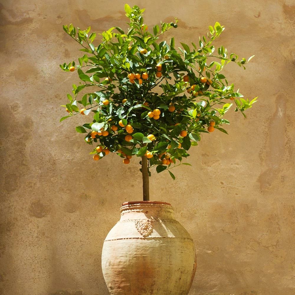 Fast Growing Trees Citrus Trees Calamondin Tree 4 Fast Growing Trees Citrus Trees Calamondin Tree