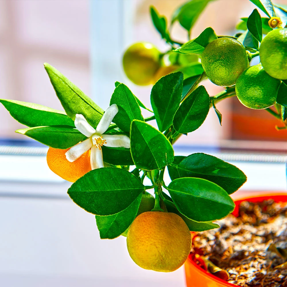 Fast Growing Trees Citrus Trees Calamondin Tree 6 Fast Growing Trees Citrus Trees Calamondin Tree