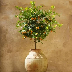 Fast Growing Trees Citrus Trees Calamondin Tree