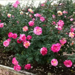 Fast Growing Trees Camille Pissarro™ Rose 7 Fast Growing Trees Camille Pissarro™ Rose