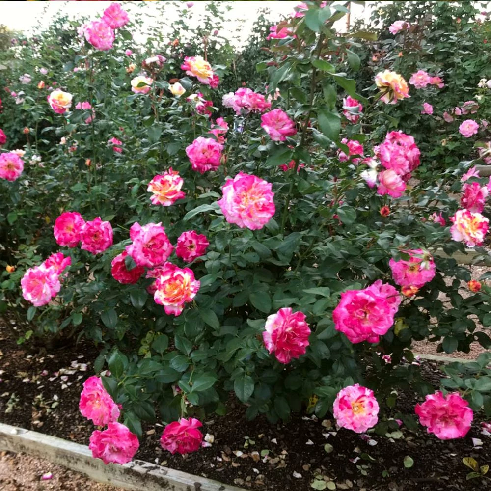 Fast Growing Trees Camille Pissarro™ Rose 5 Fast Growing Trees Camille Pissarro™ Rose