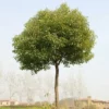 Fast Growing Trees See All Shade Trees Camphor Laurel Tree