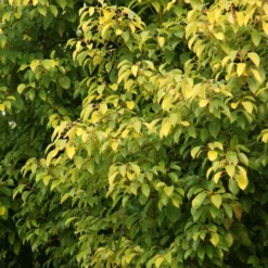 Fast Growing Trees See All Shade Trees Camphor Laurel Tree 7 Fast Growing Trees See All Shade Trees Camphor Laurel Tree