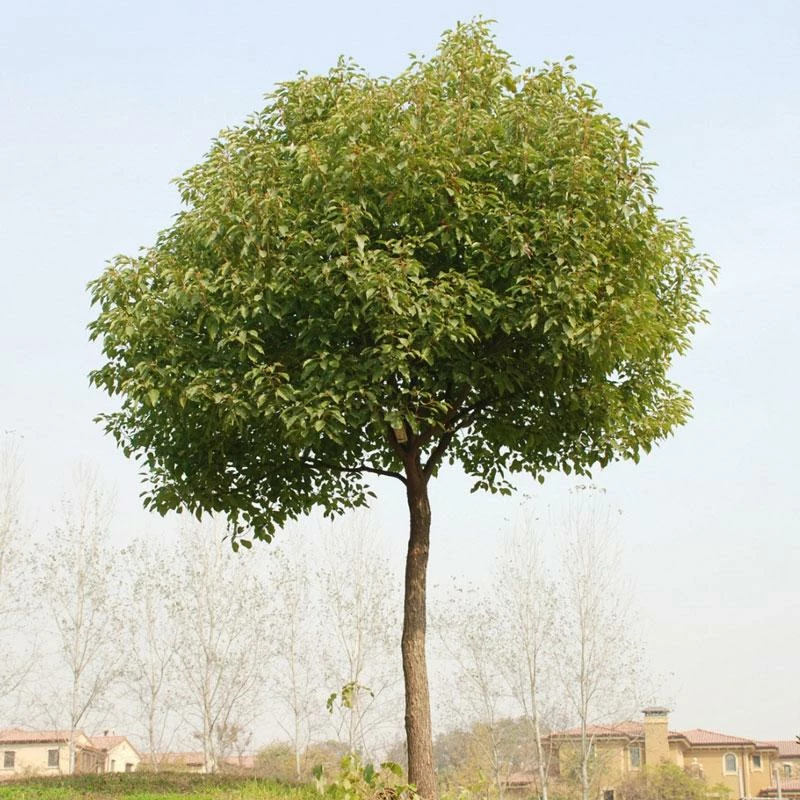Fast Growing Trees See All Shade Trees Camphor Laurel Tree 4 Fast Growing Trees See All Shade Trees Camphor Laurel Tree