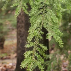 Fast Growing Trees See All Evergreen & Privacy Trees Canadian Hemlock