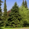 Fast Growing Trees See All Evergreen & Privacy Trees Canadian Hemlock