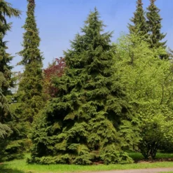 Fast Growing Trees See All Evergreen & Privacy Trees Canadian Hemlock
