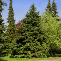 Fast Growing Trees See All Evergreen & Privacy Trees Canadian Hemlock